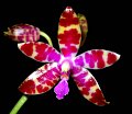 Phal. bastianii 'Angel Orchids' (1)